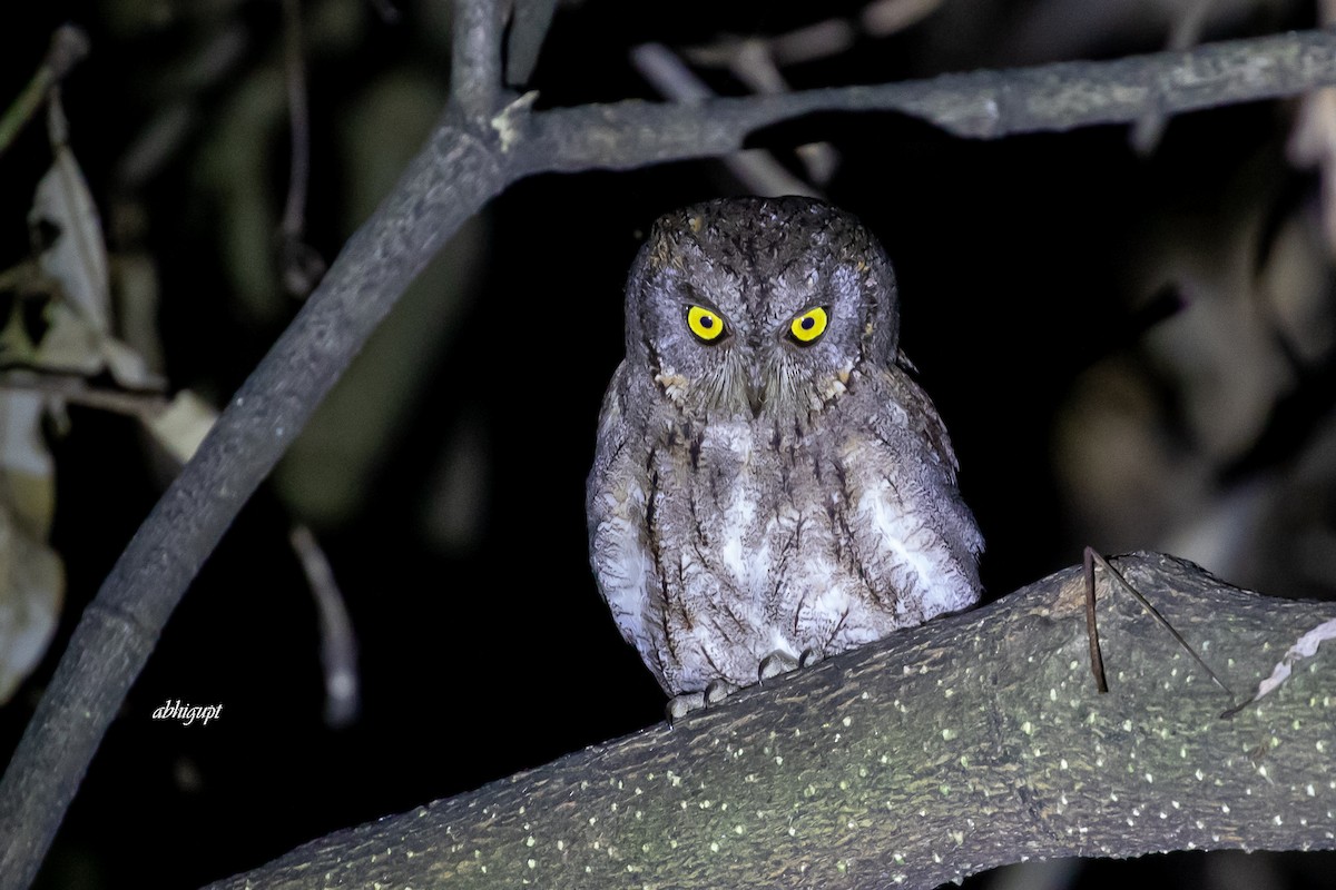 Oriental Scops-Owl - ML457948741