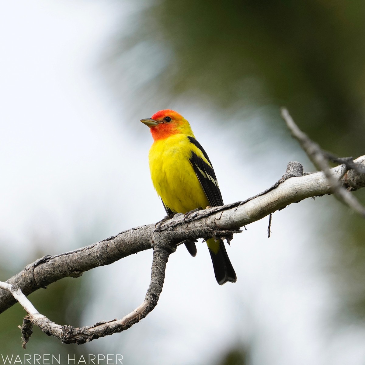 Western Tanager - ML457948821