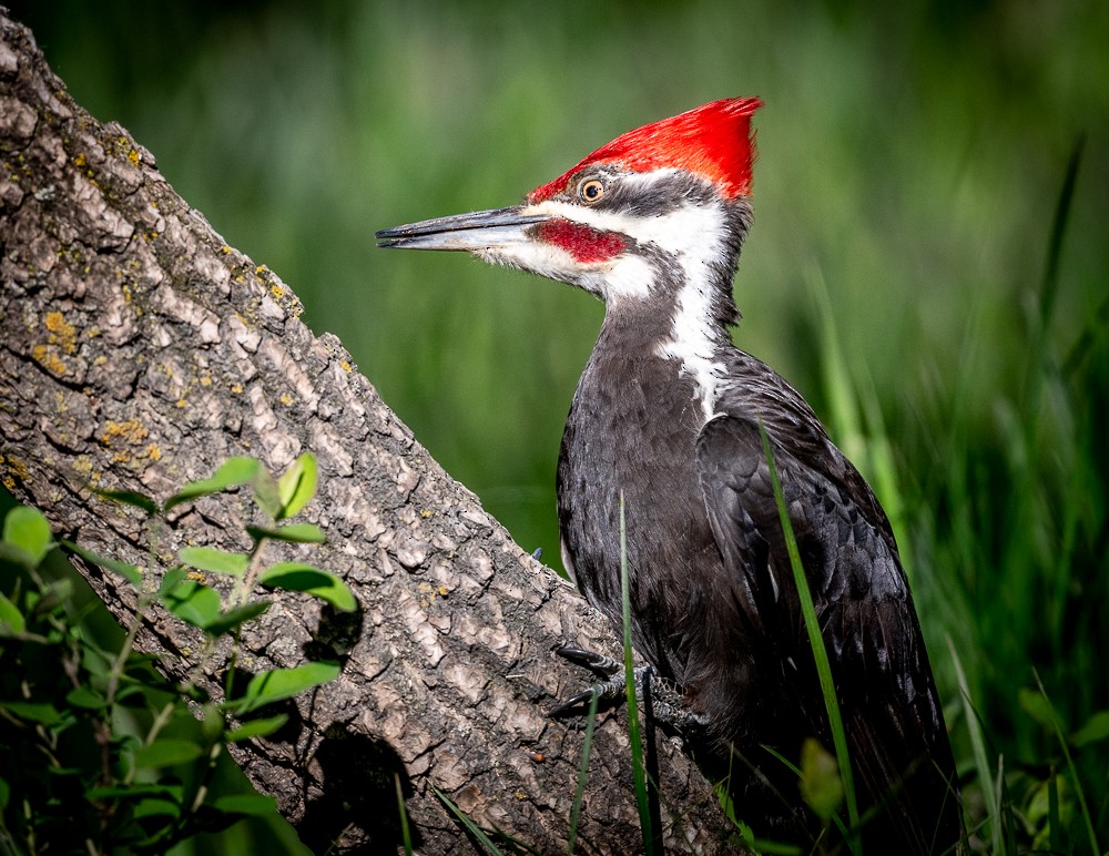 Pileated Woodpecker - Claude Garand