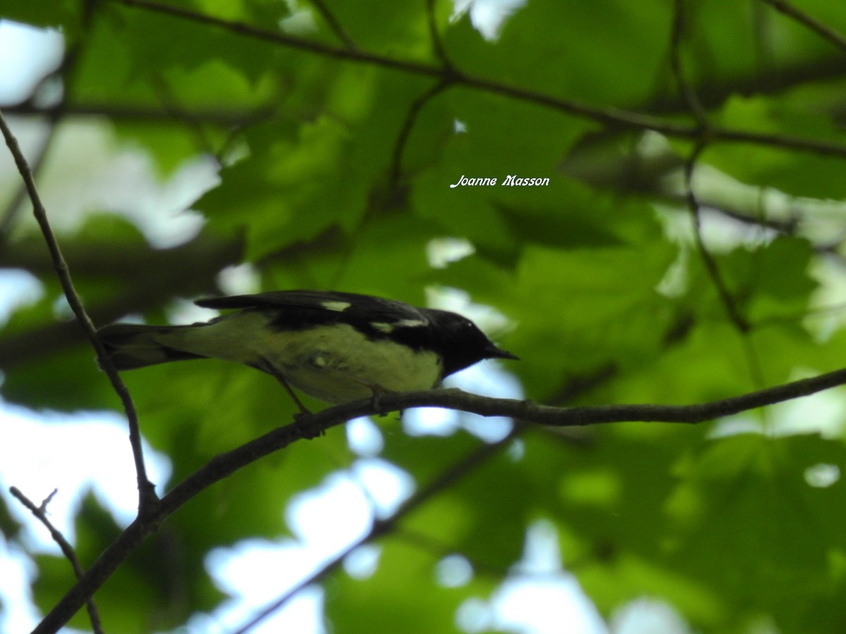Black-throated Blue Warbler - Joanne Masson