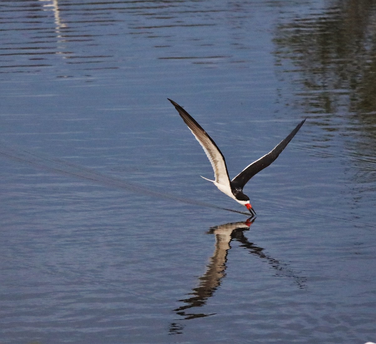 Black Skimmer - Glenn Blaser