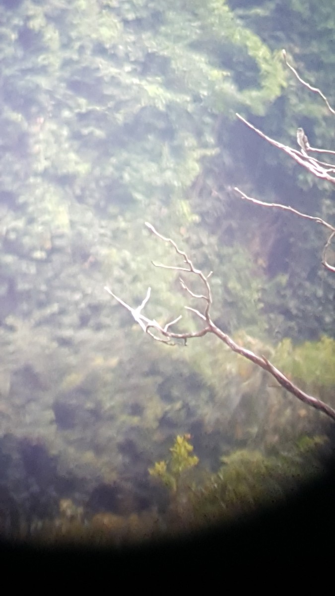 Olive-sided Flycatcher - ML45795341