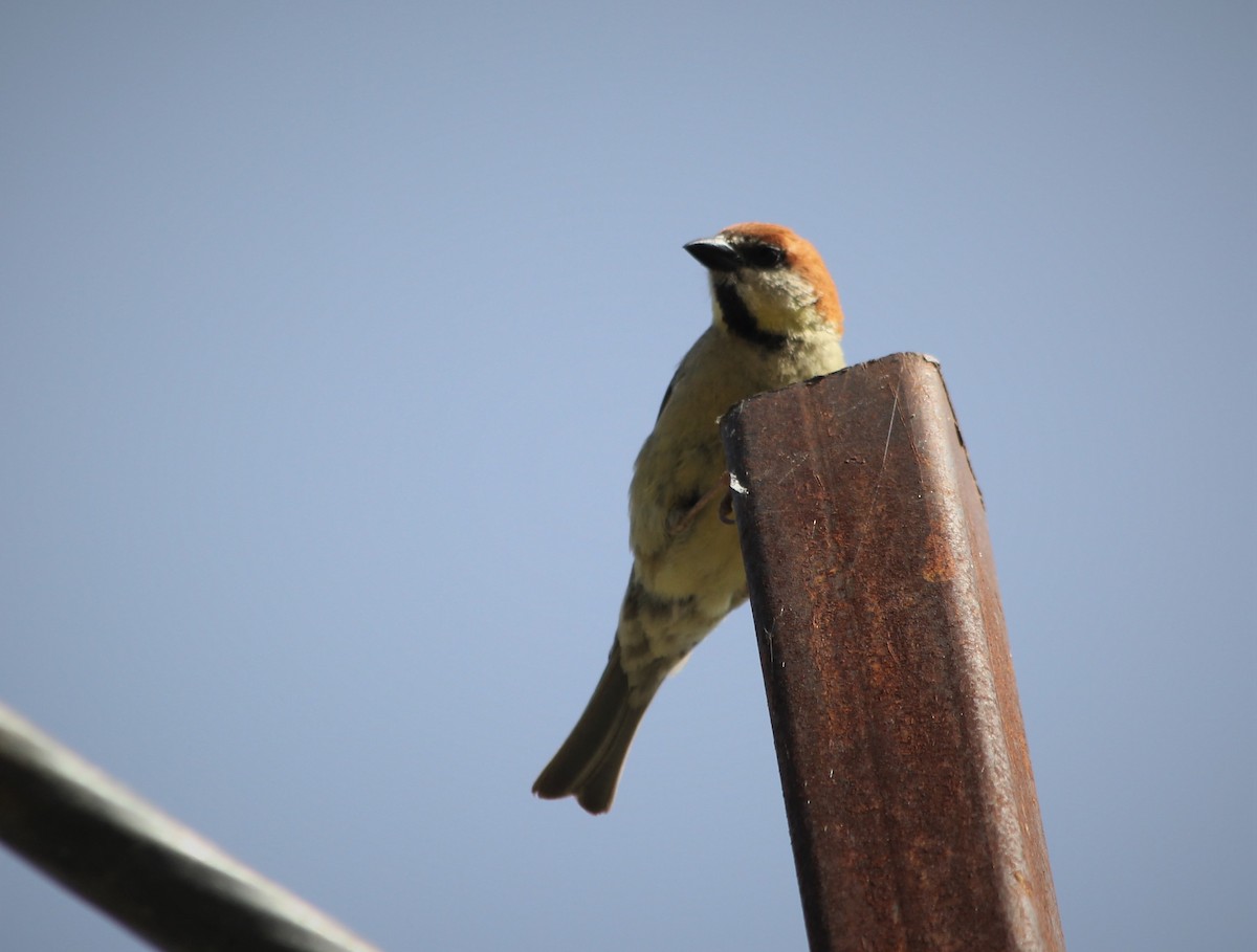 Russet Sparrow - ML457955111