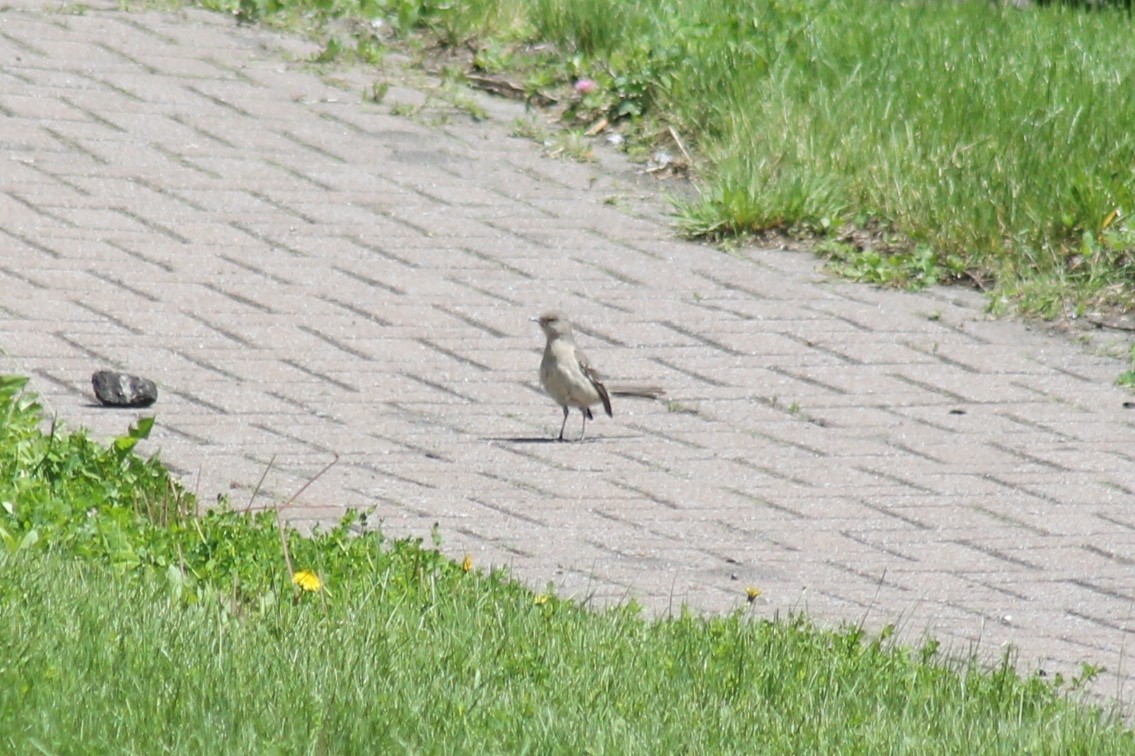 Northern Mockingbird - ML457956021