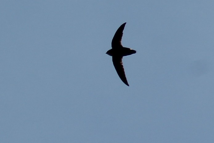 Chimney Swift - ML457956101