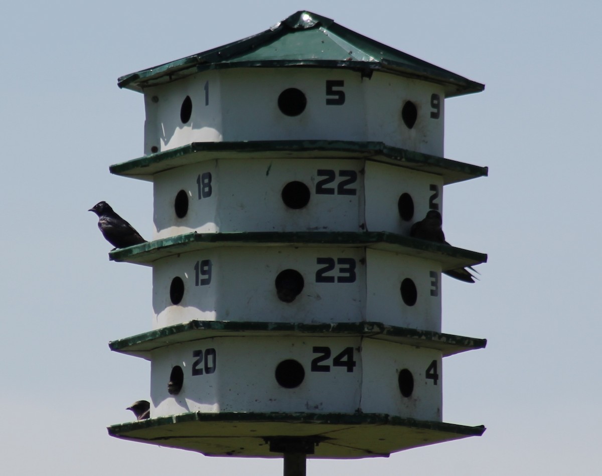 Purple Martin - ML457956441