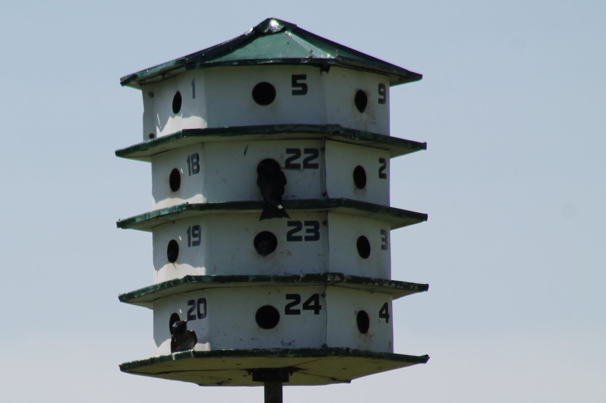 Purple Martin - ML457956451