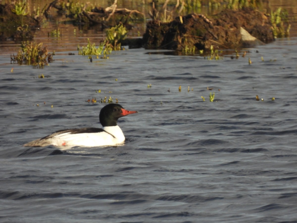 Common Merganser - ML457956801