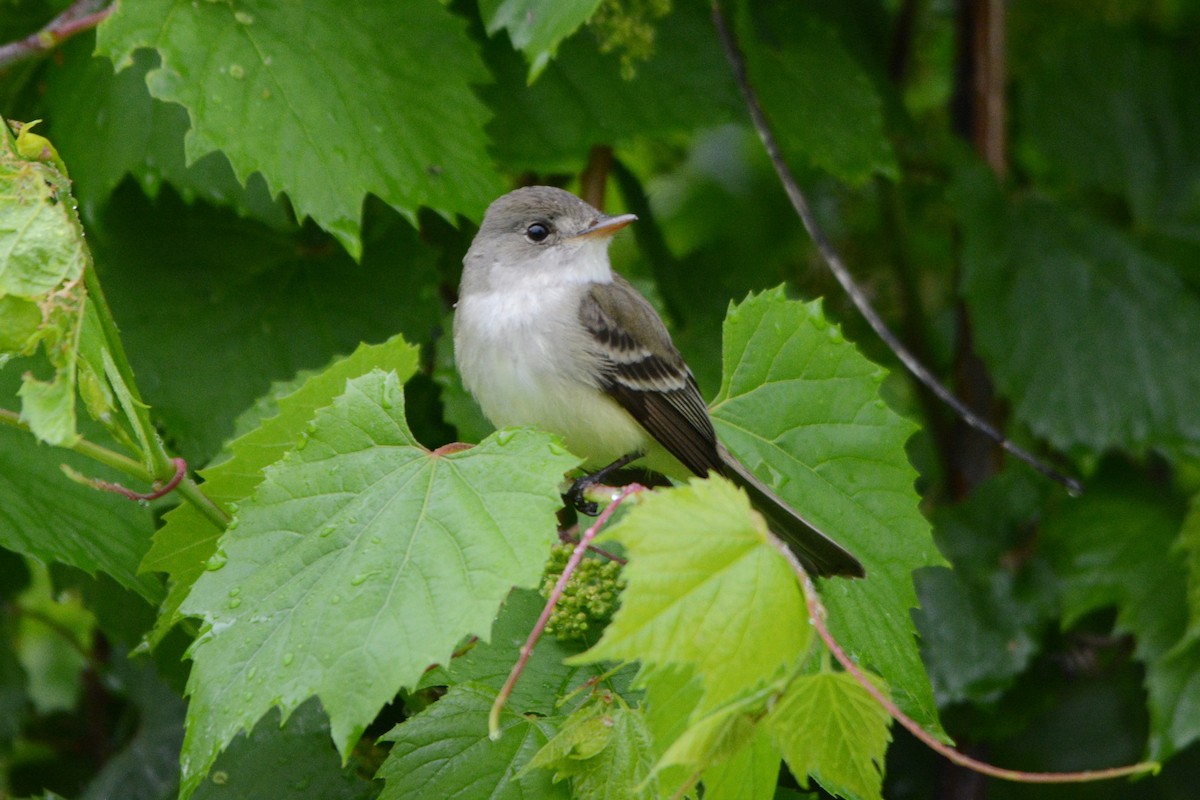 Willow Flycatcher - Steve Mierzykowski