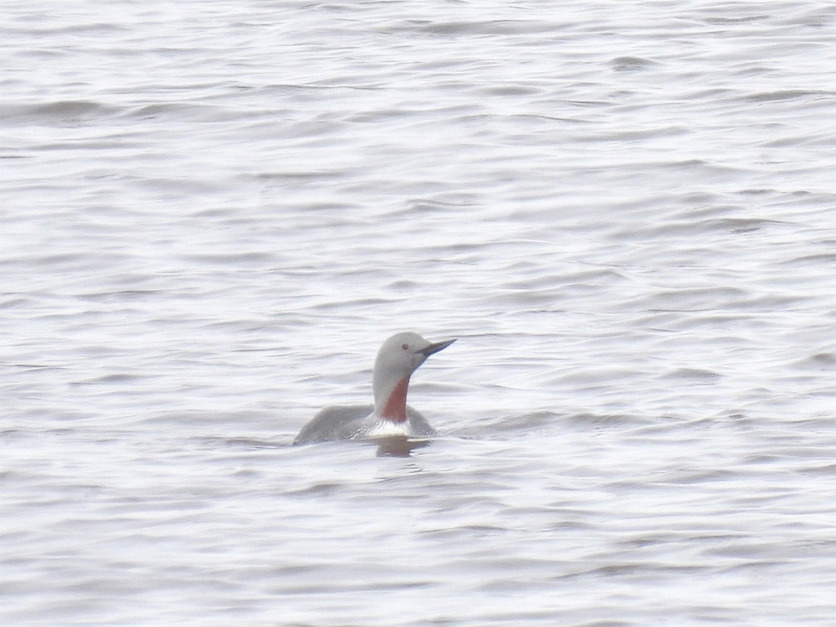Red-throated Loon - ML457958091