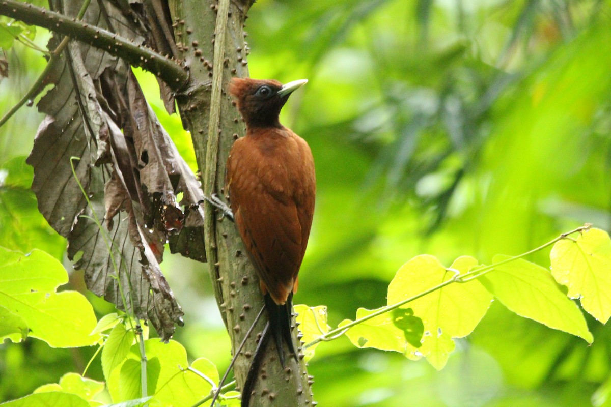 Chestnut Woodpecker - ML457959141