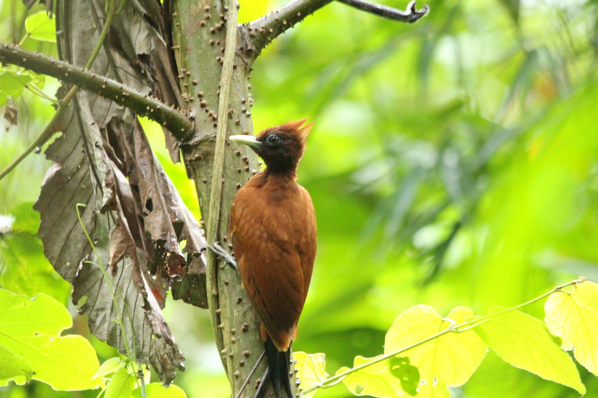 Chestnut Woodpecker - Danny Byrne