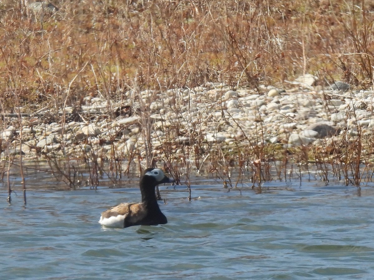 Long-tailed Duck - Jan Bradley