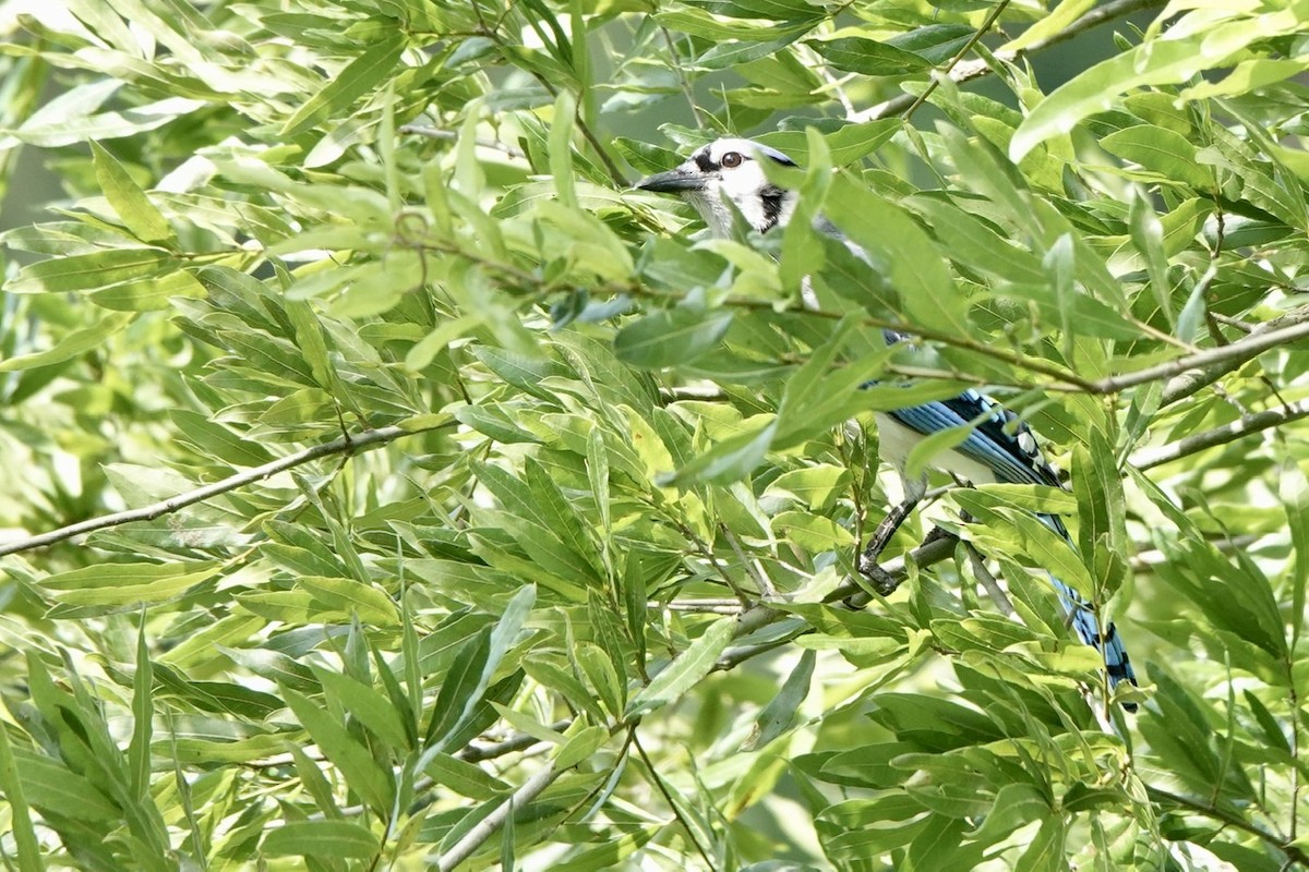Blue Jay - ML457959761
