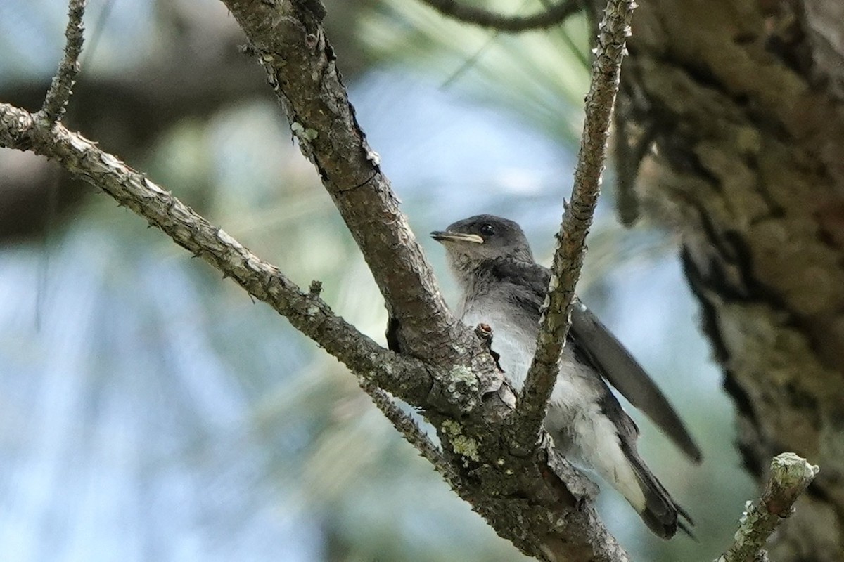 Northern Rough-winged Swallow - ML457959911