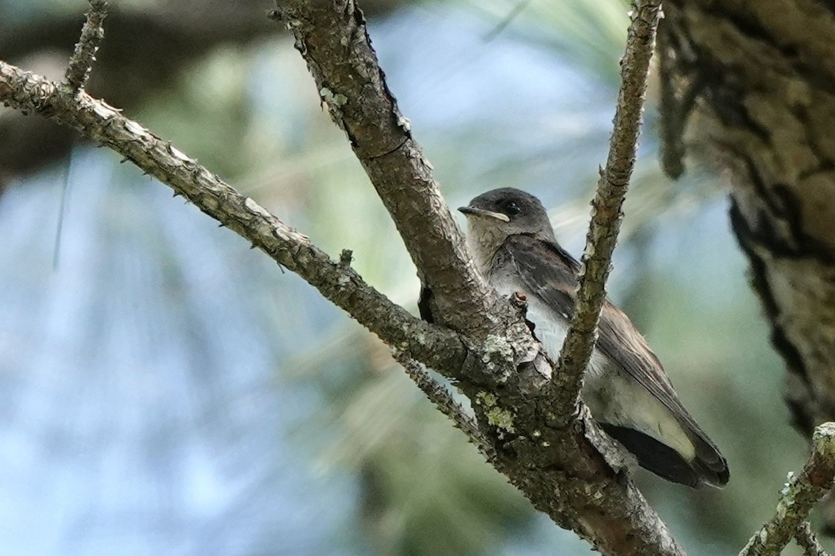 Northern Rough-winged Swallow - ML457959961