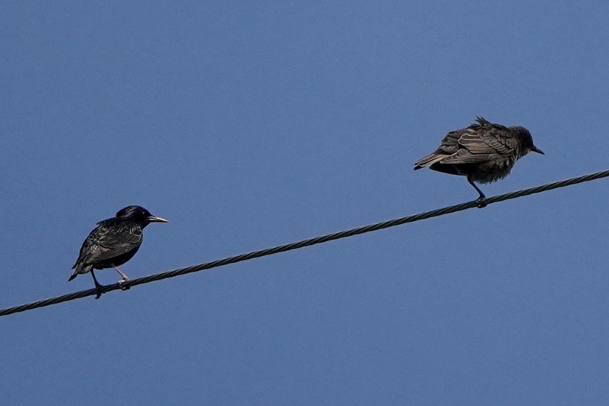 European Starling - ML457960061