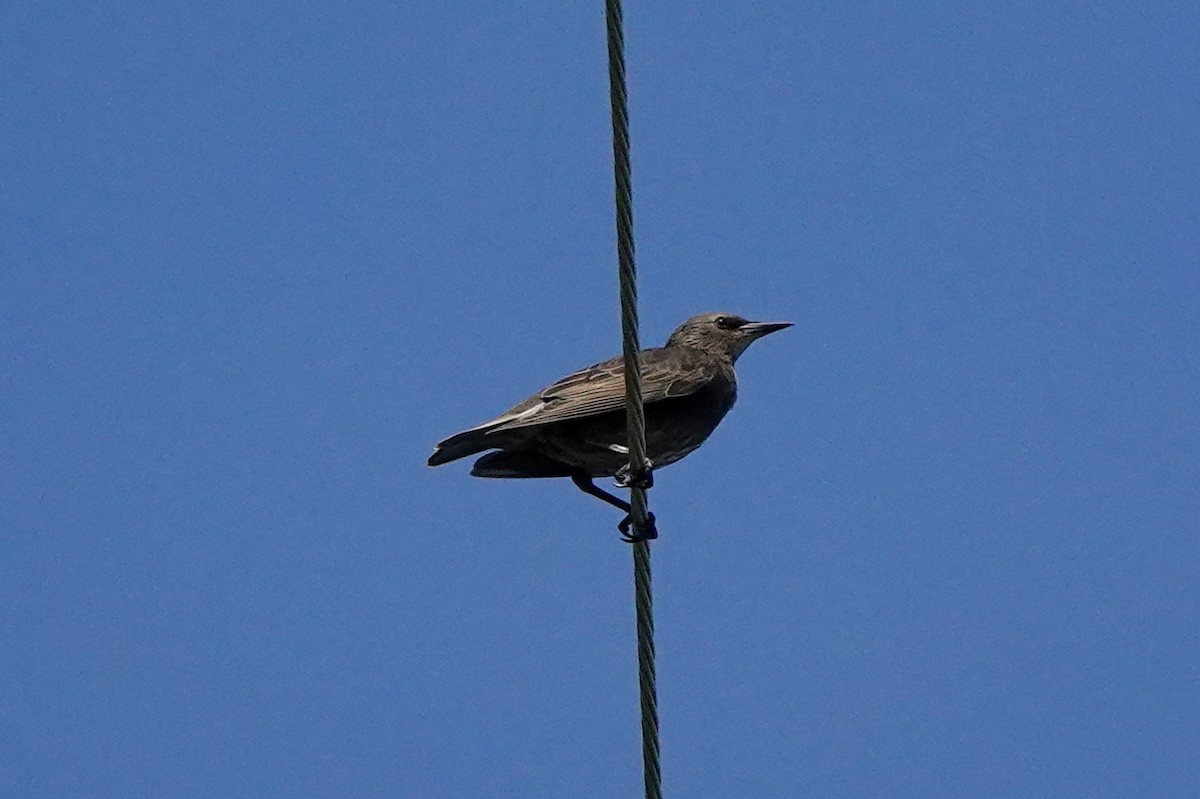 European Starling - ML457960081