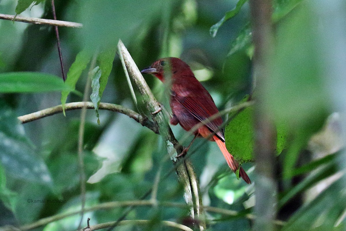 Red-crowned Ant-Tanager - ML45796131