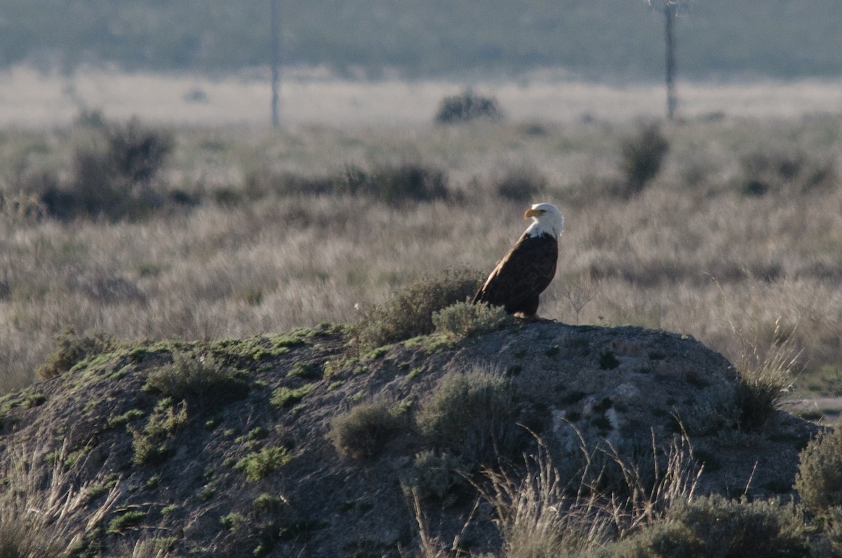 Bald Eagle - ML457962731