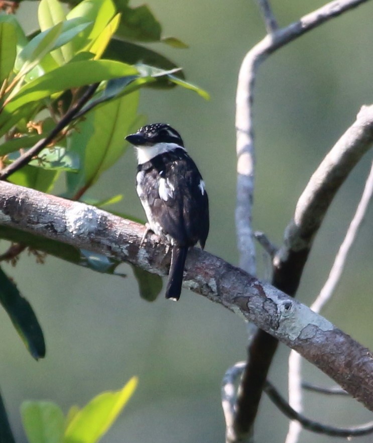 Pied Puffbird - ML45796351