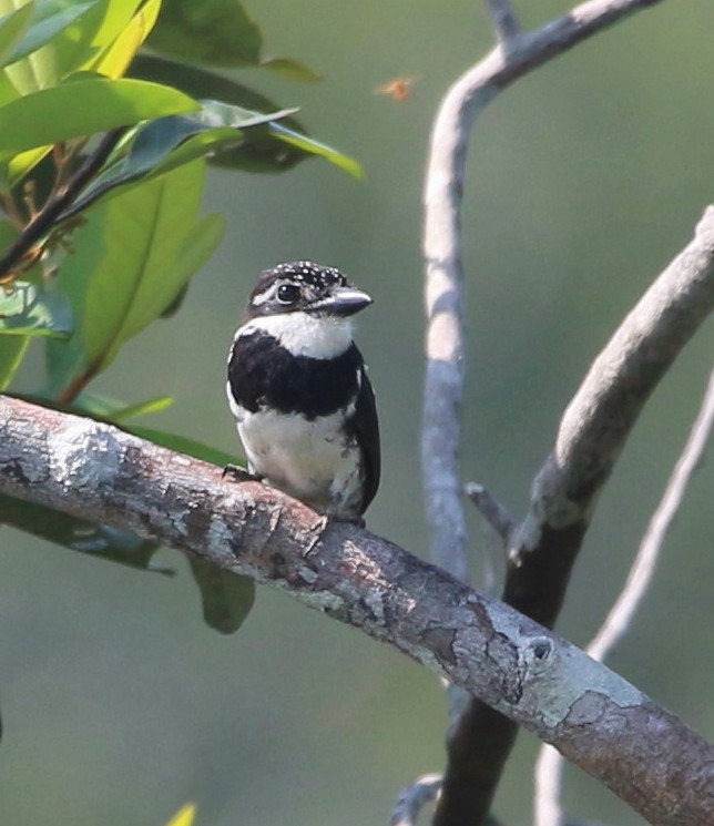 Pied Puffbird - ML45796411