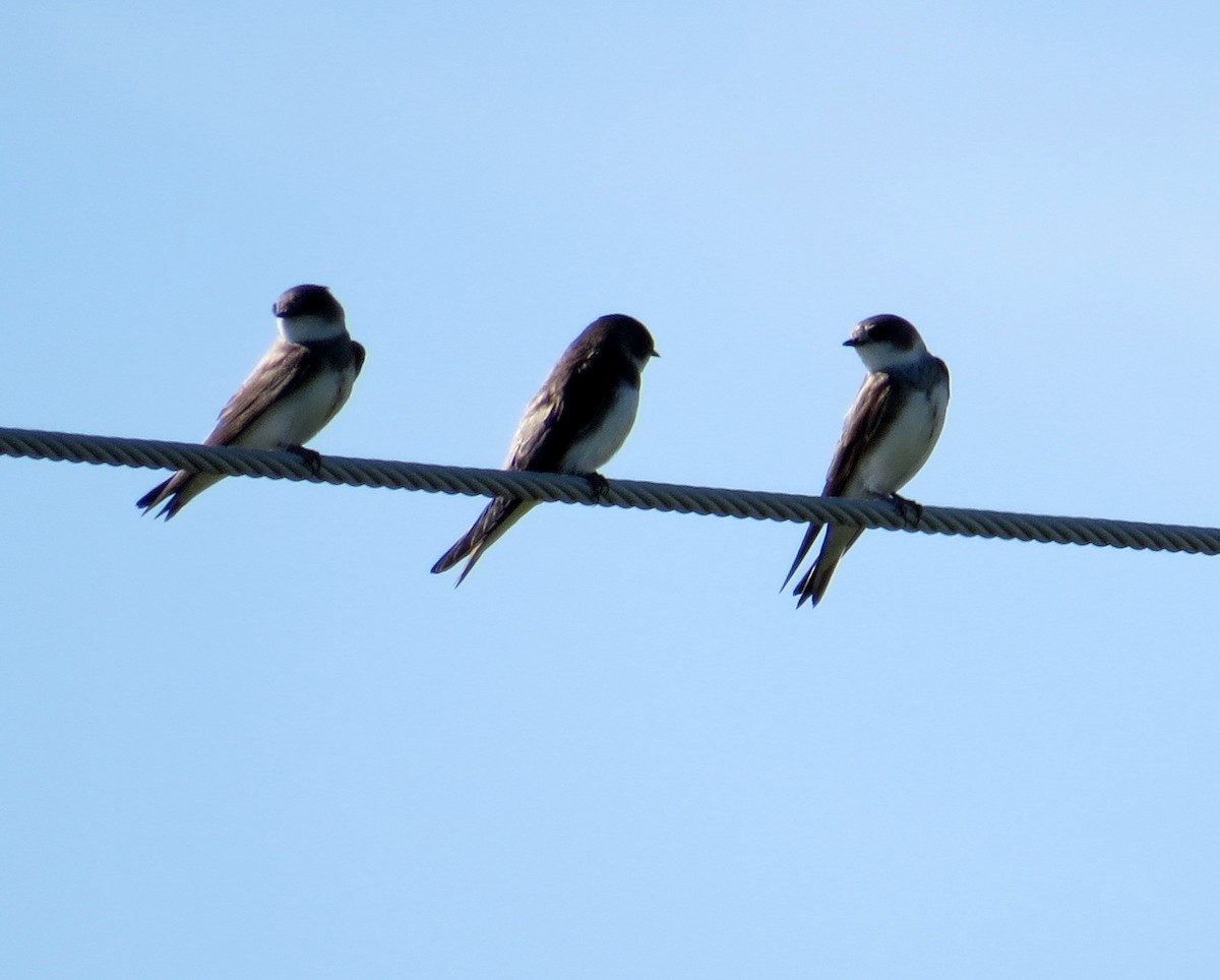 Bank Swallow - ML457967161