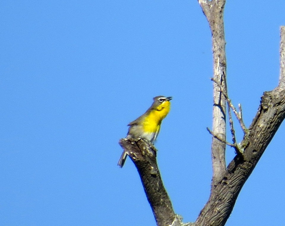 Yellow-breasted Chat - ML457967191