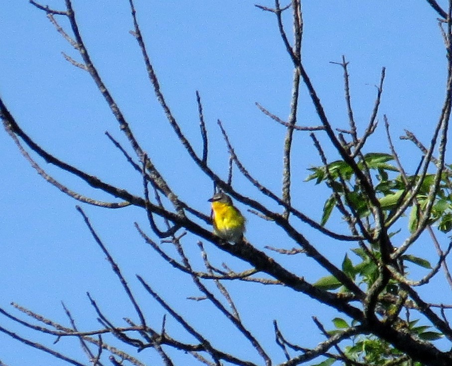 Yellow-breasted Chat - ML457967221