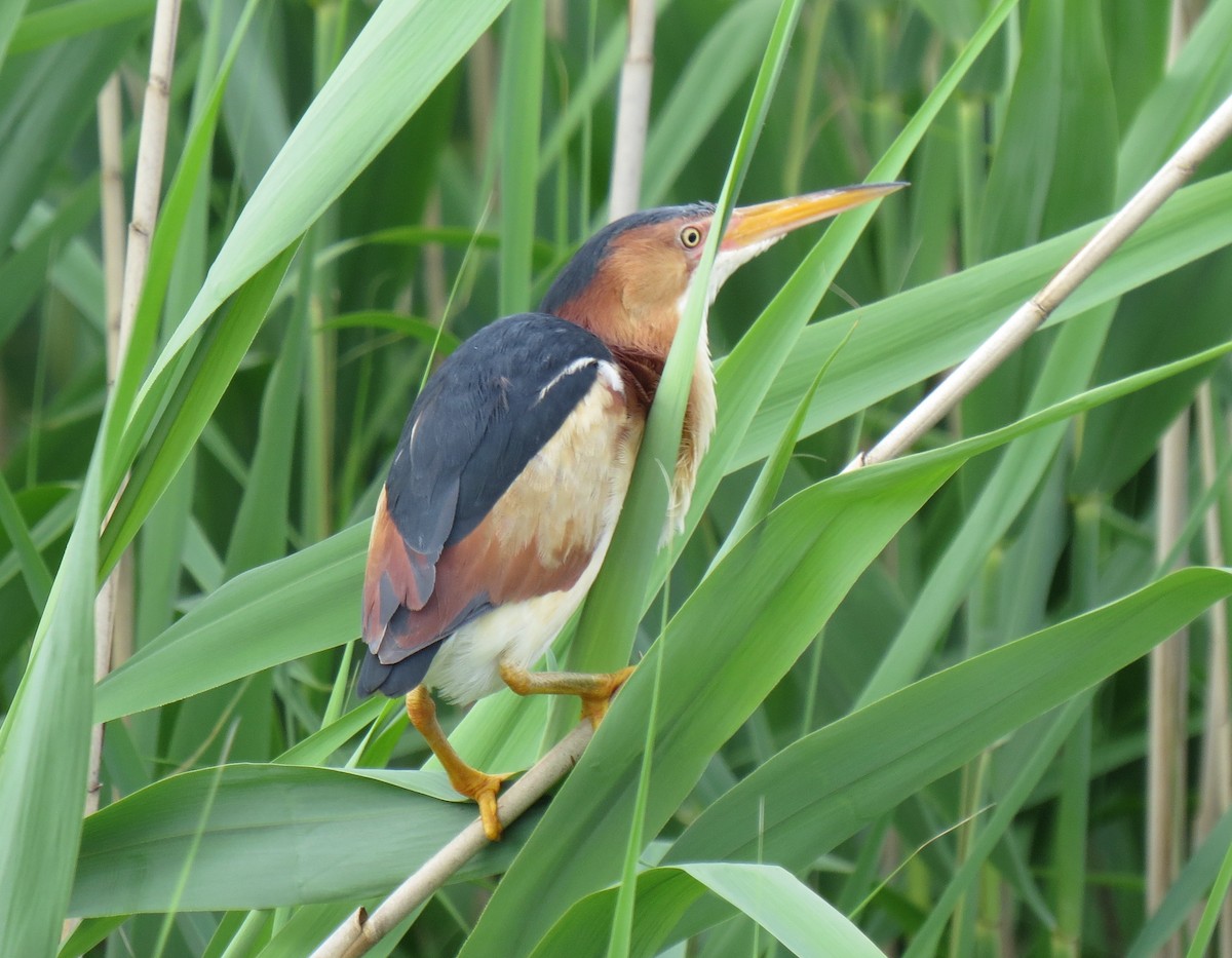 Least Bittern - ML457967731