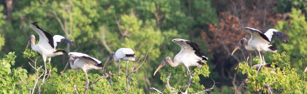 Wood Stork - ML457968451