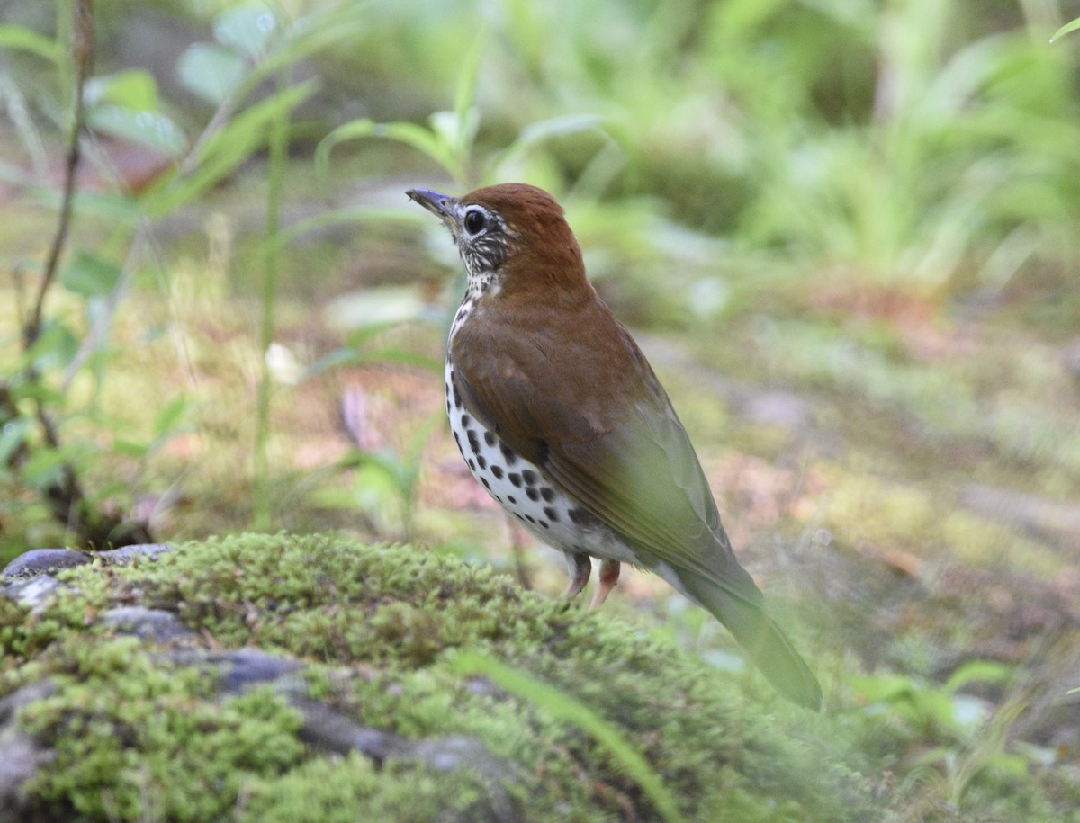 Wood Thrush - ML457968821