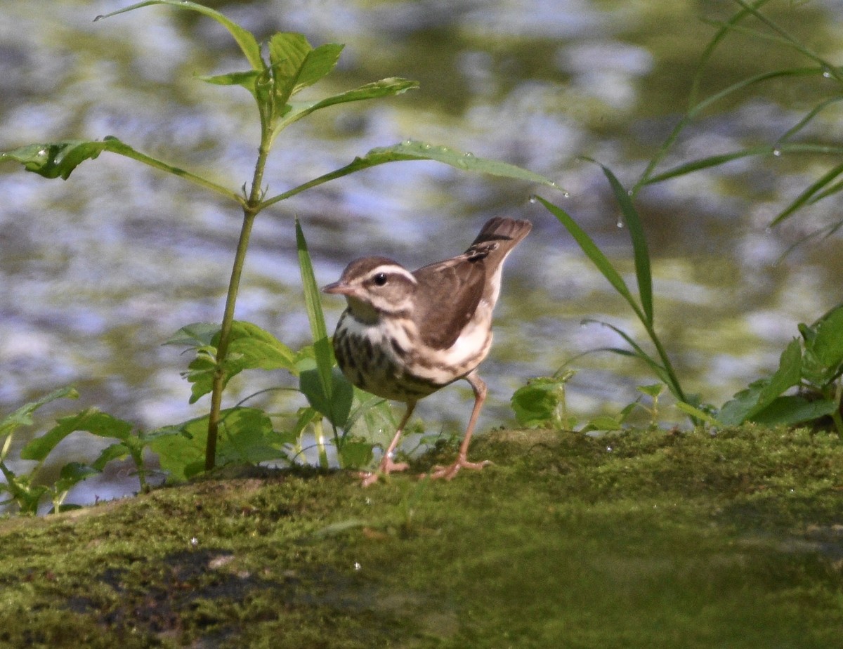 Louisiana Waterthrush - ML457968851