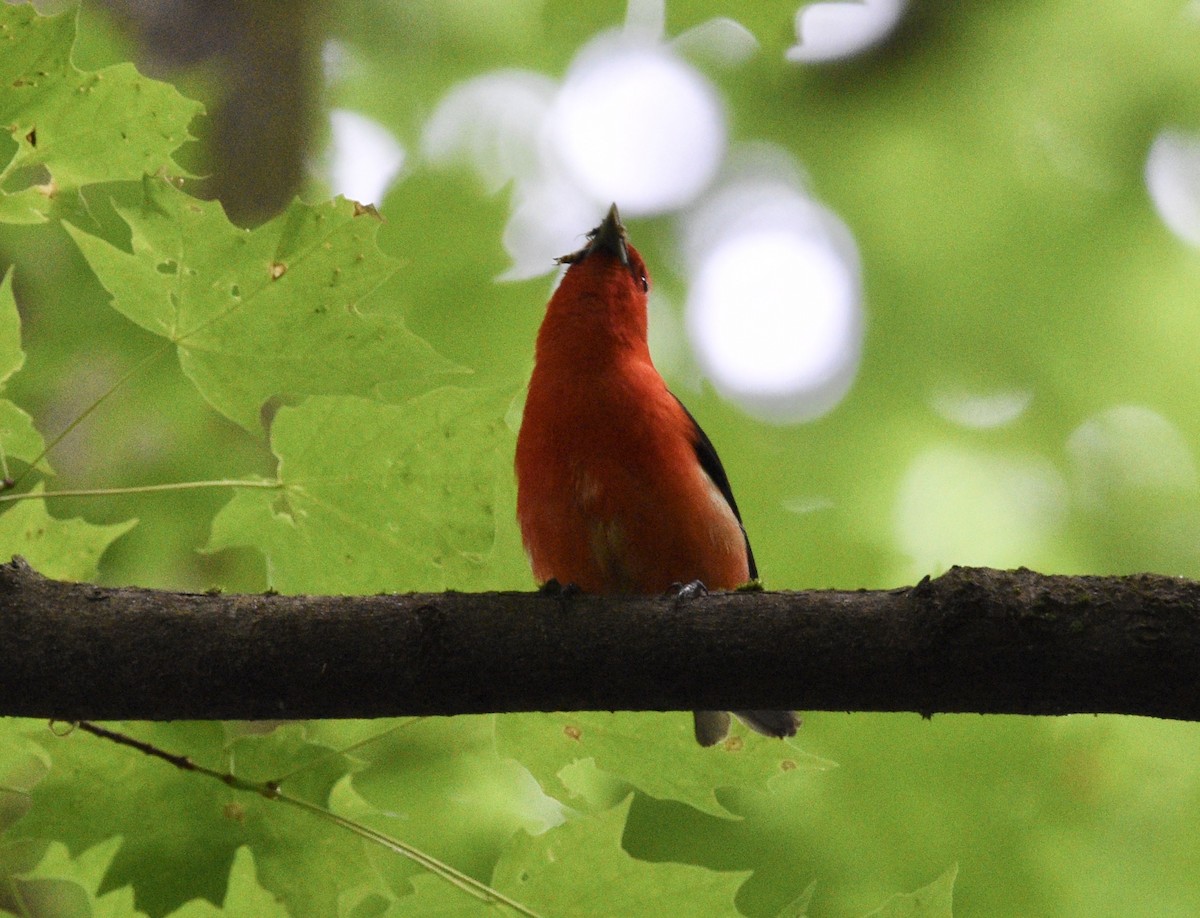 Scarlet Tanager - ML457968921