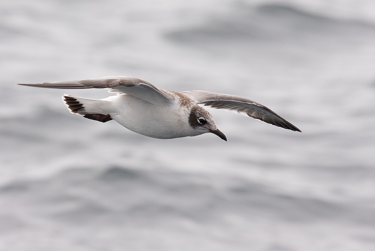 Franklin's Gull - Matt Brady