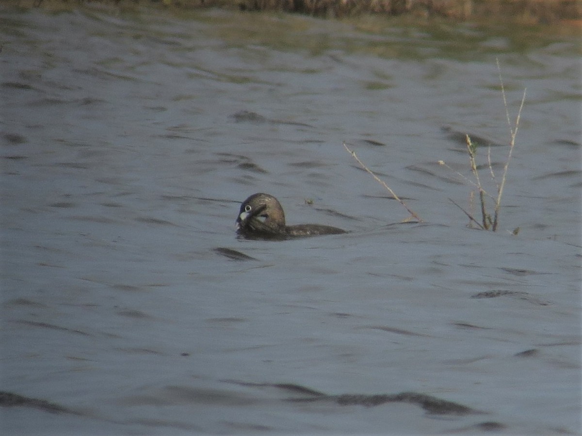 Pied-billed Grebe - ML457970471