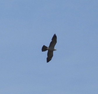 Mississippi Kite - ML457970751