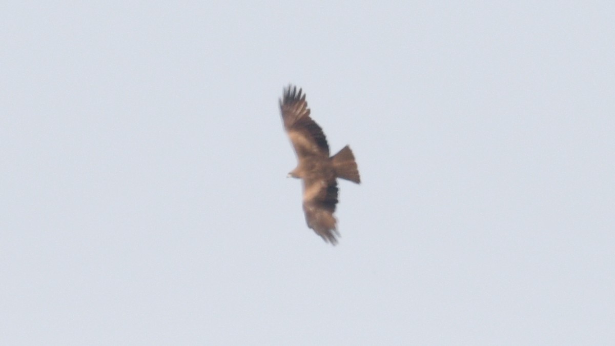 Black Kite - ML457970821