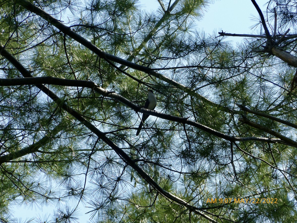 Yellow-billed Cuckoo - ML457971461