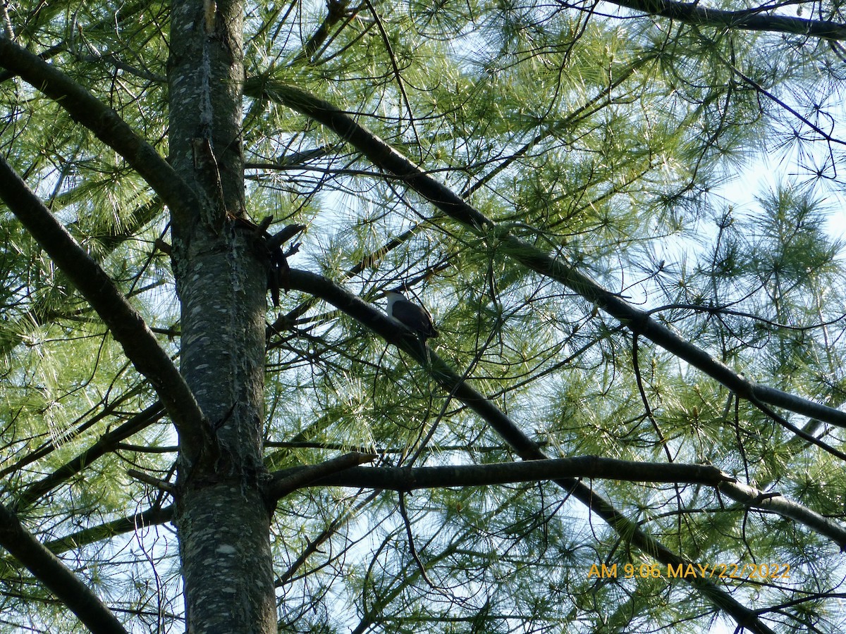 Yellow-billed Cuckoo - ML457971501