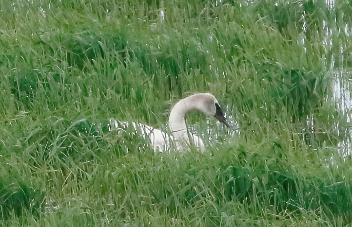 Trumpeter Swan - ML457971531