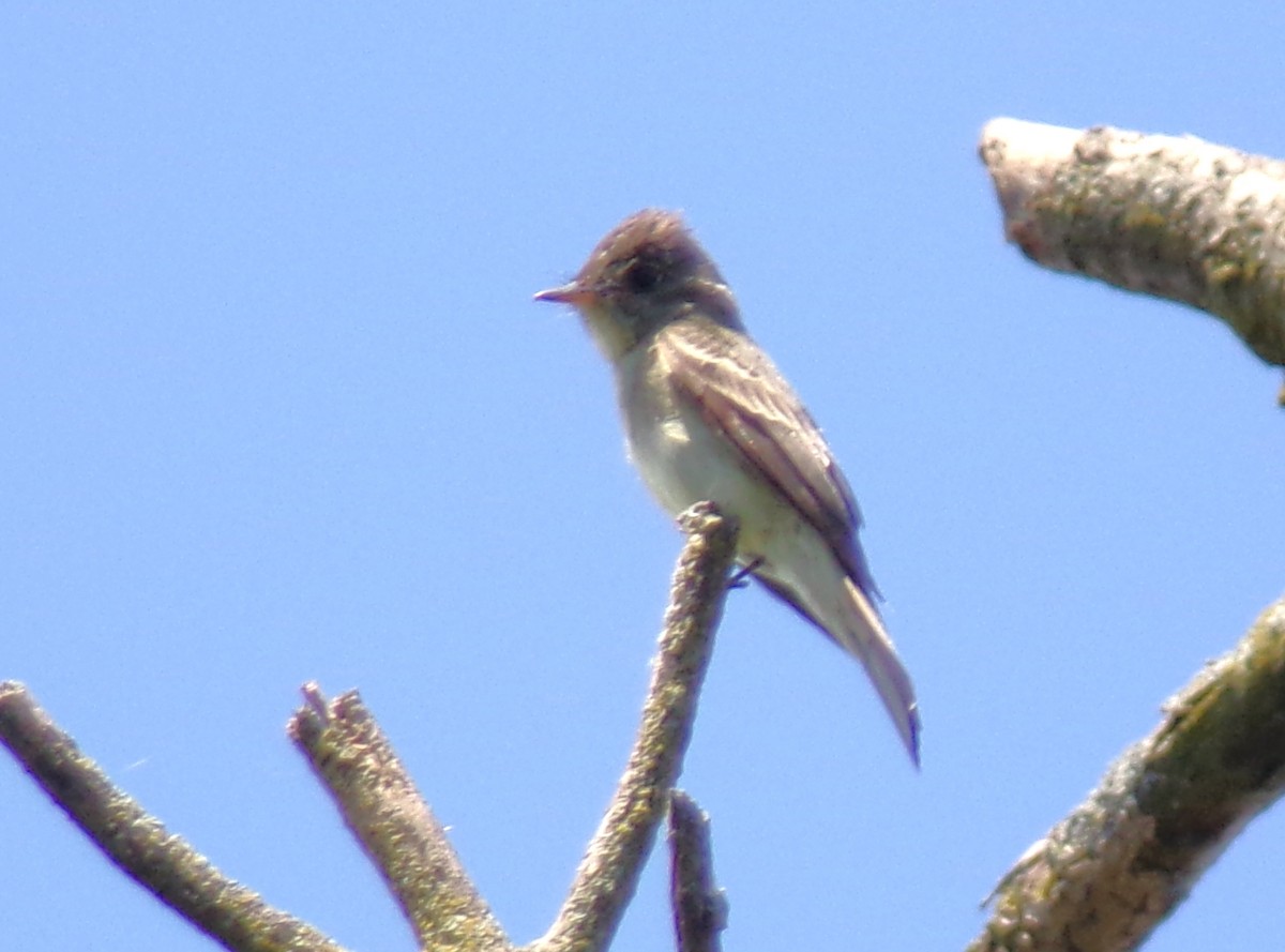 Eastern Wood-Pewee - ML457972131