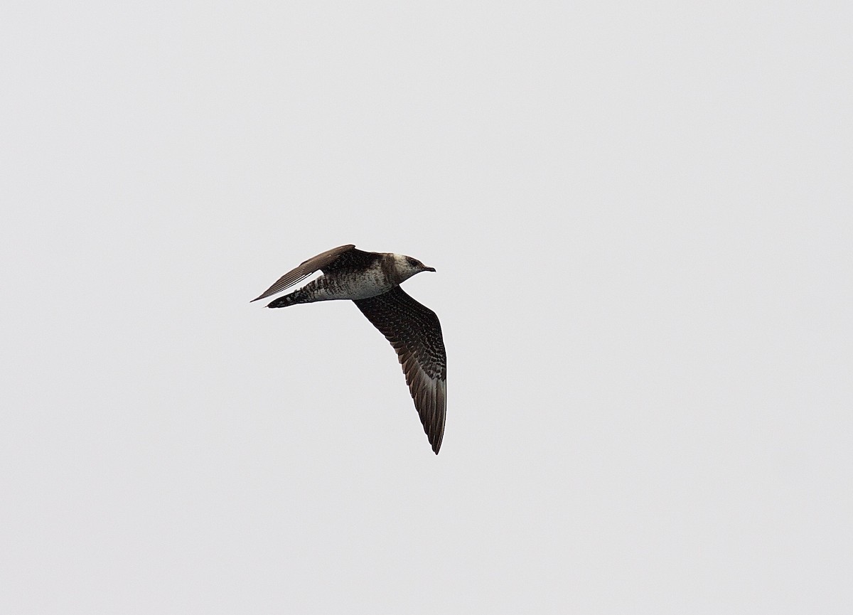 Long-tailed Jaeger - Matt Brady