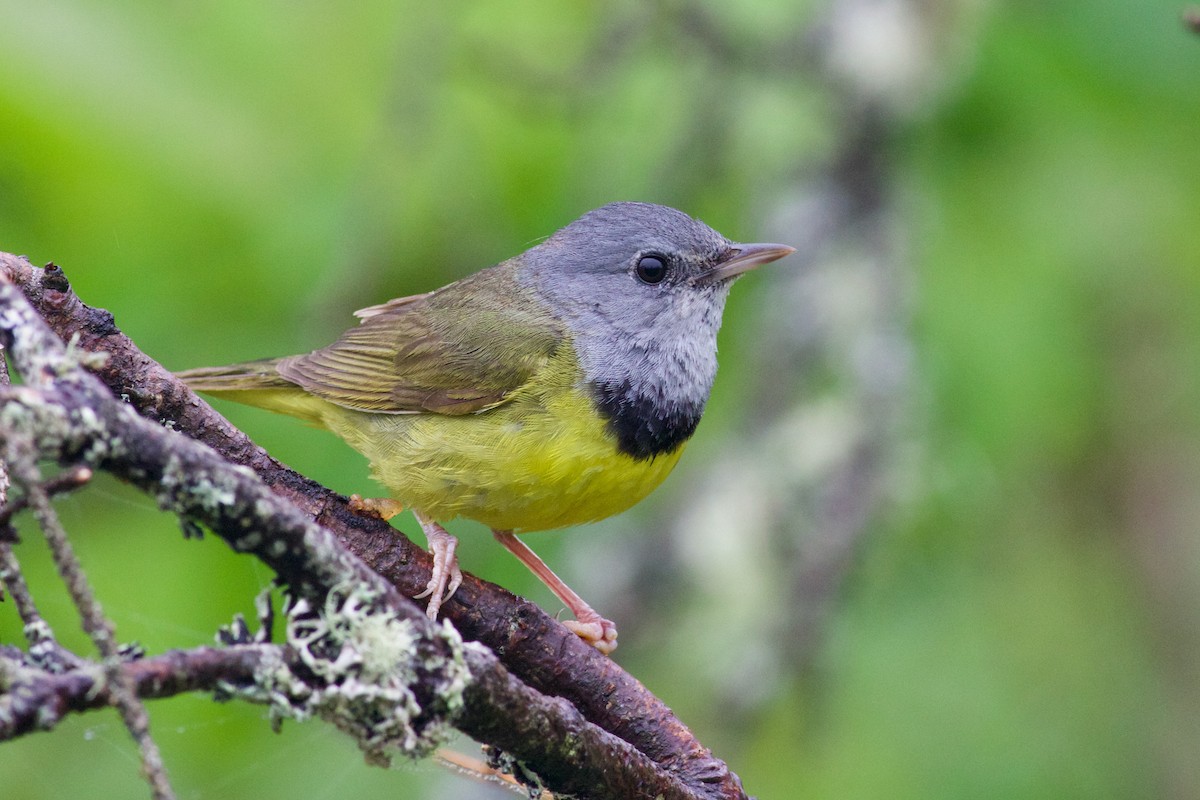 Mourning Warbler - George Forsyth