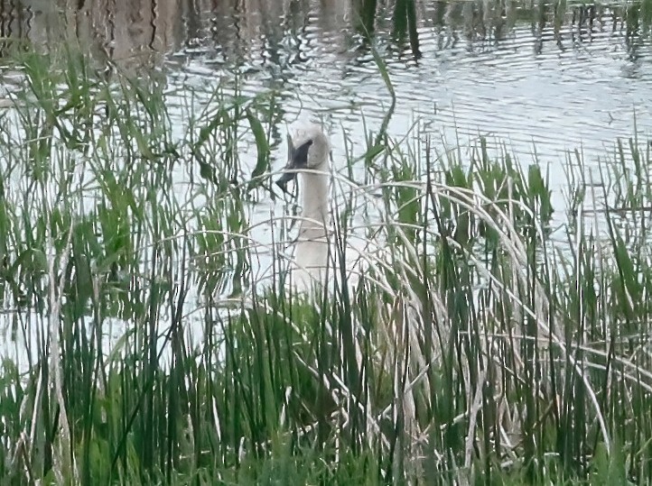 Cygne trompette - ML457973131