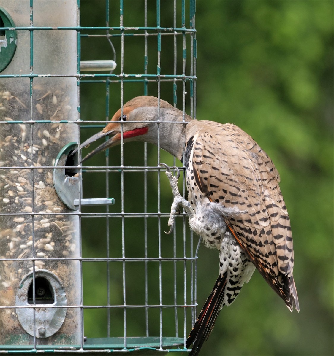 Northern Flicker - ML457974041