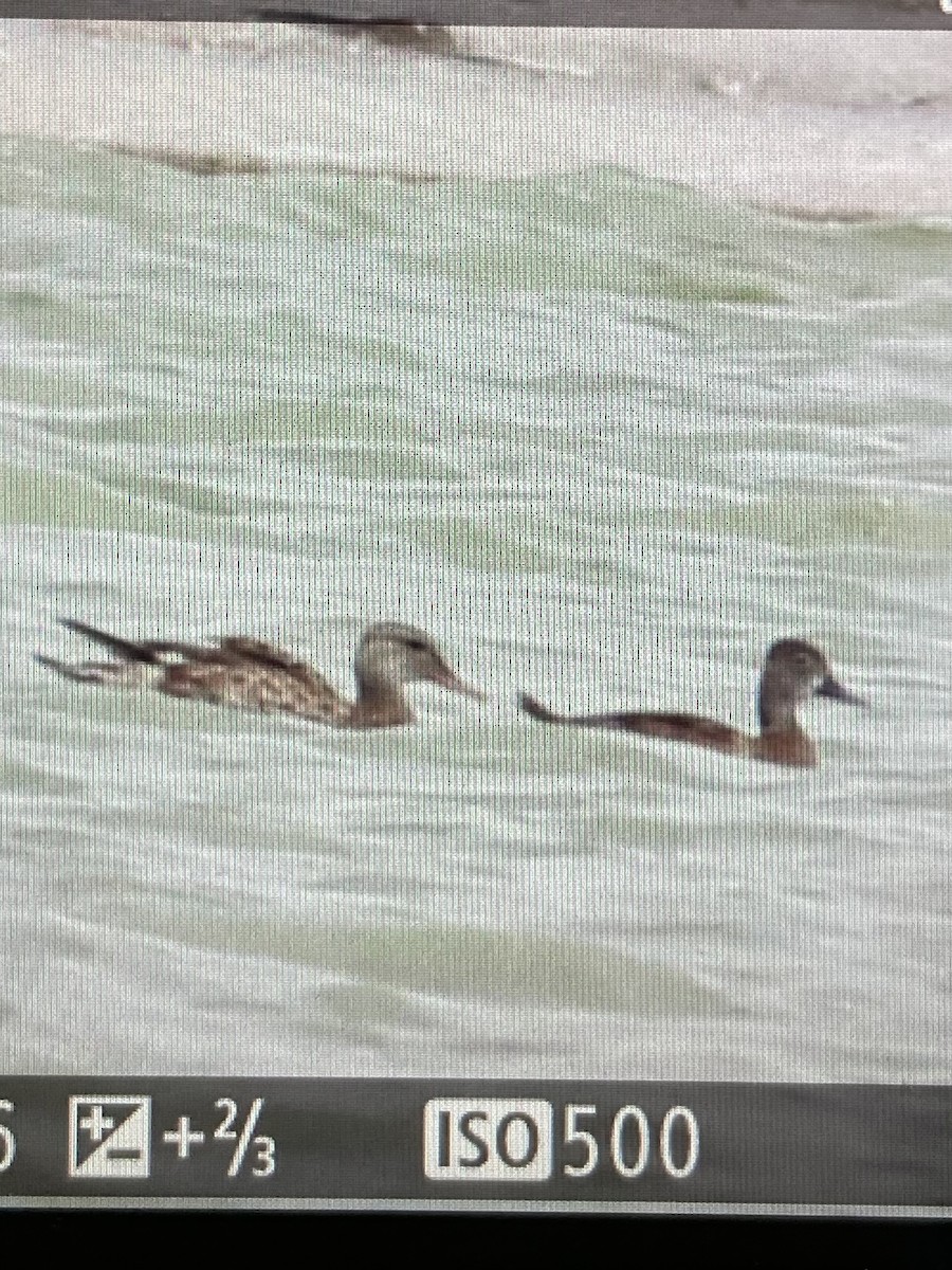 Ring-necked Duck - ML457974361