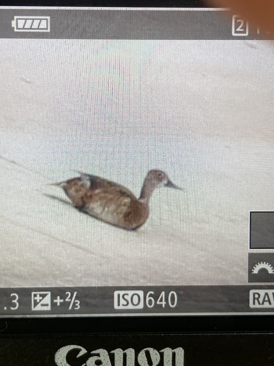 Ring-necked Duck - ML457974401