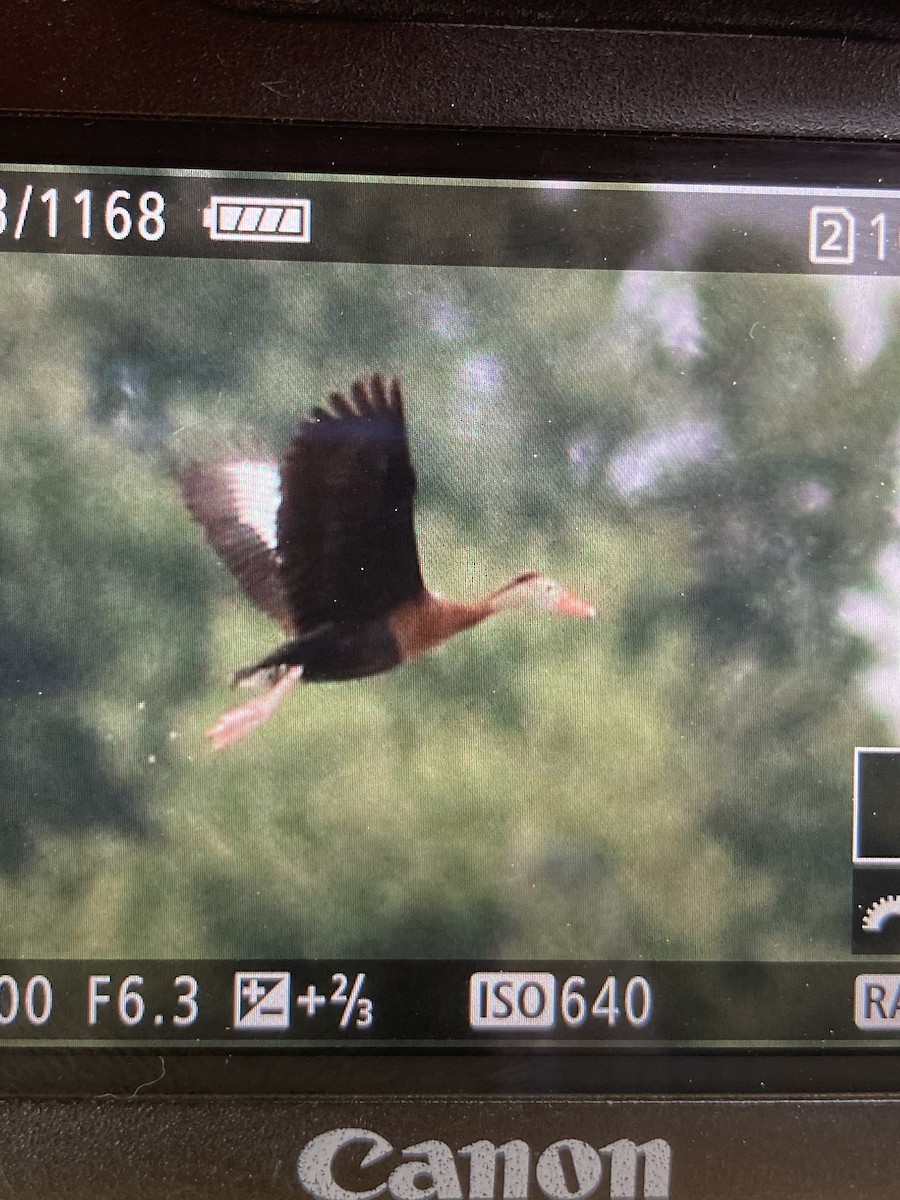 Black-bellied Whistling-Duck - ML457974411