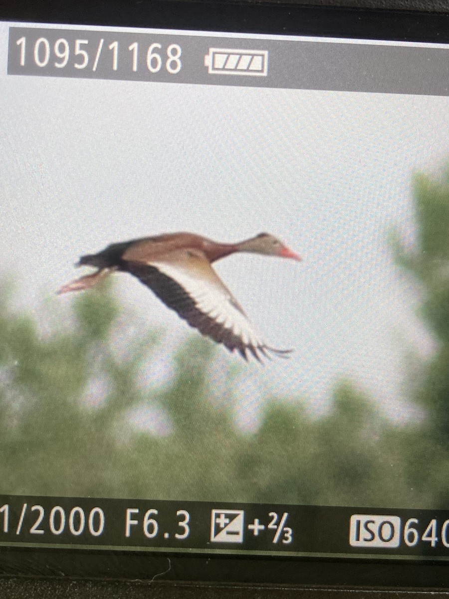 Black-bellied Whistling-Duck - ML457974441